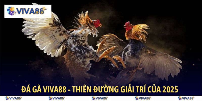 Khám phá thiên đường giải trí tại Đá Gà VIVA88