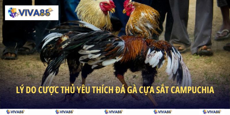 Lý do cược thủ thích đá gà cựa sắt