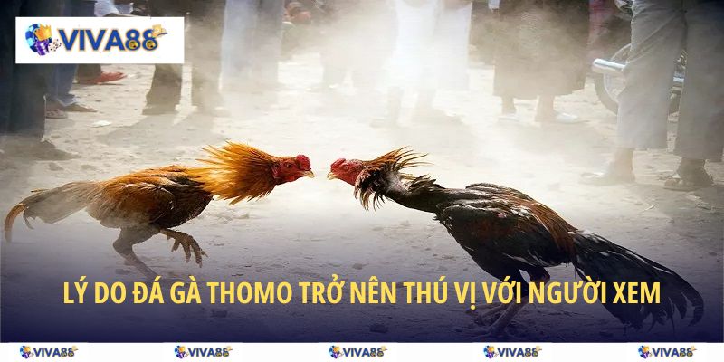 Lý do đá gà Thomo trở nên thú vị với người xem