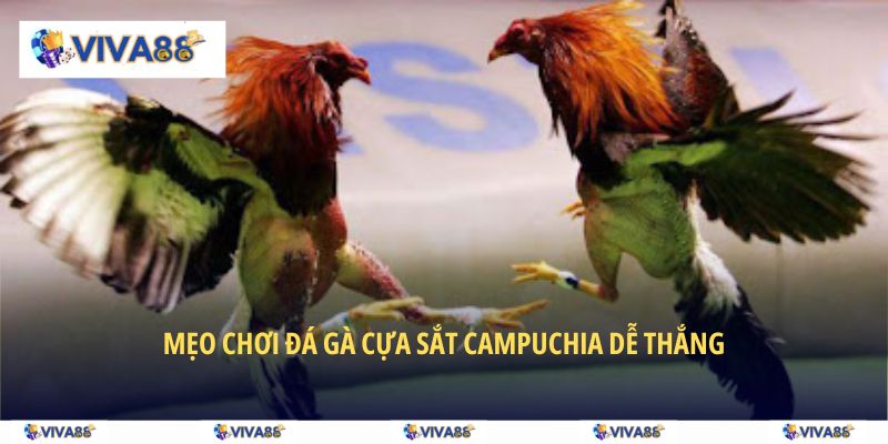 Mẹo tham gia đá gà cựa sắt Campuchia dễ thắng