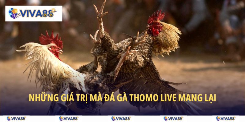 Những giá trị mà đá gà Thomo live mang lại