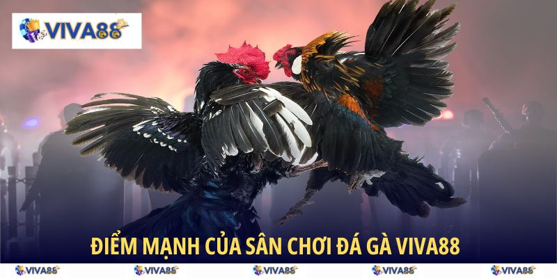 Các ưu điểm của sảnh Đá Gà VIVA88