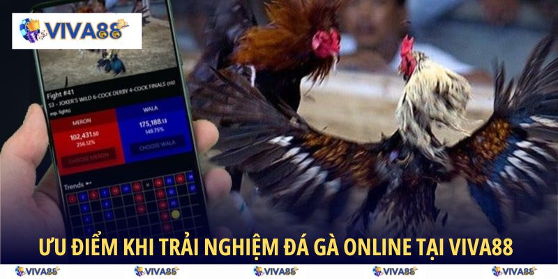 Lưu ý đặc biệt khi trải nghiệm đá gà VIVA88