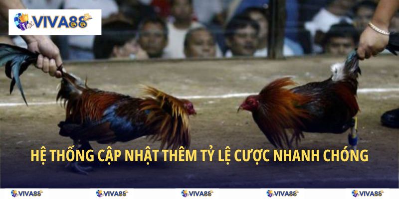 Hệ thống cập nhật thêm tỷ lệ cược nhanh chóng