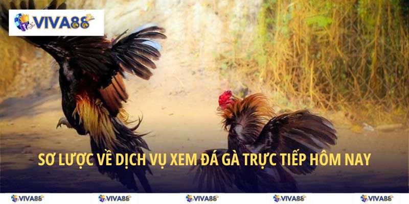 Sơ lược về dịch vụ xem đá gà trực tiếp hôm nay